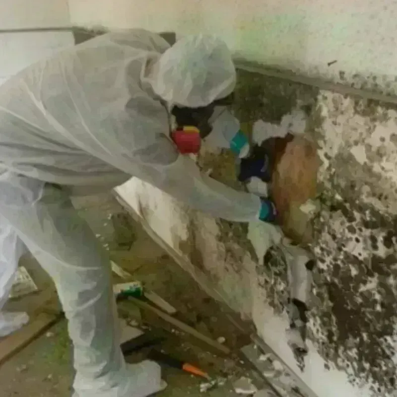 Mold Remediation and Removal in Pineville, WV